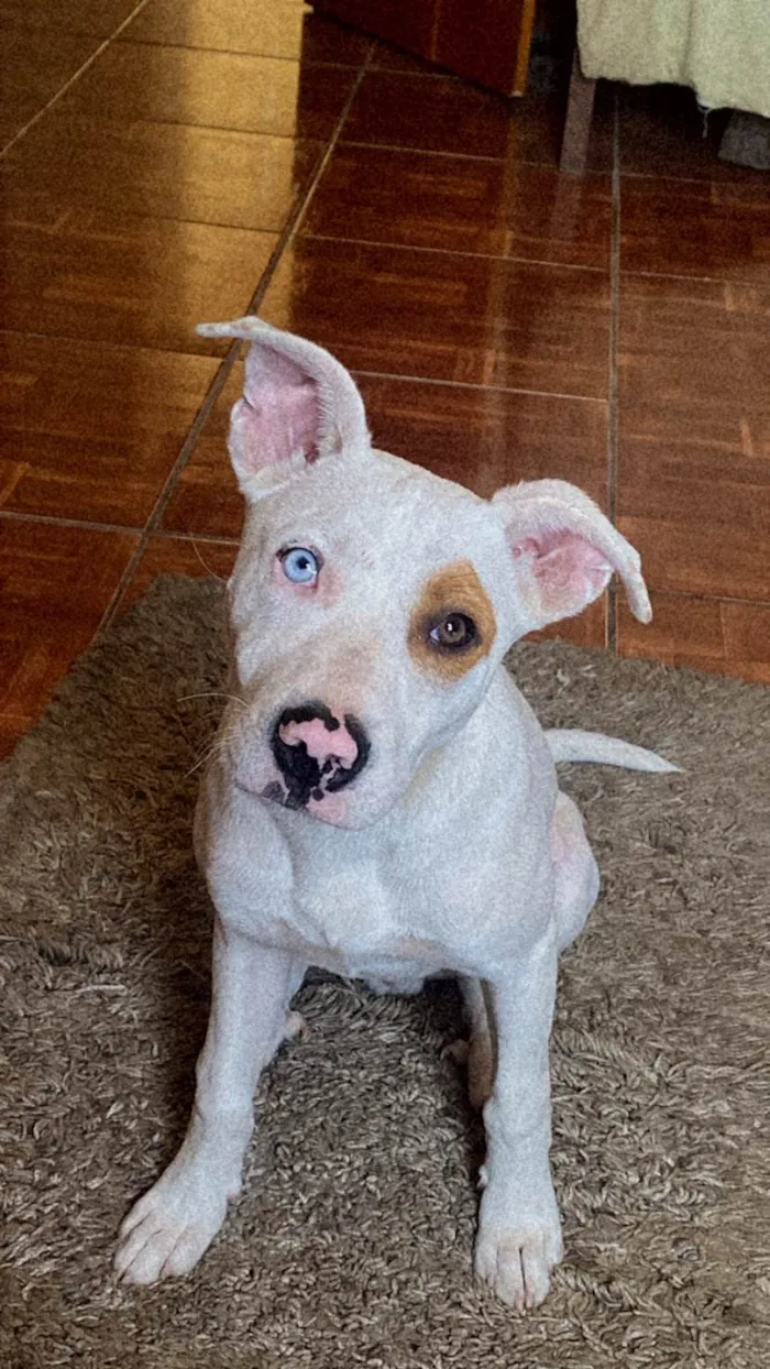 Cachorro ra a Pit-Bull idade 2 anos nome Terror 