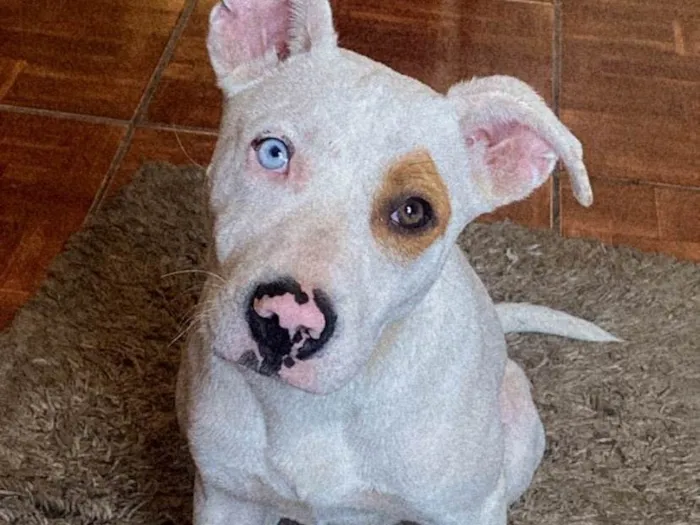 Cachorro ra a Pit-Bull idade 2 anos nome Terror 