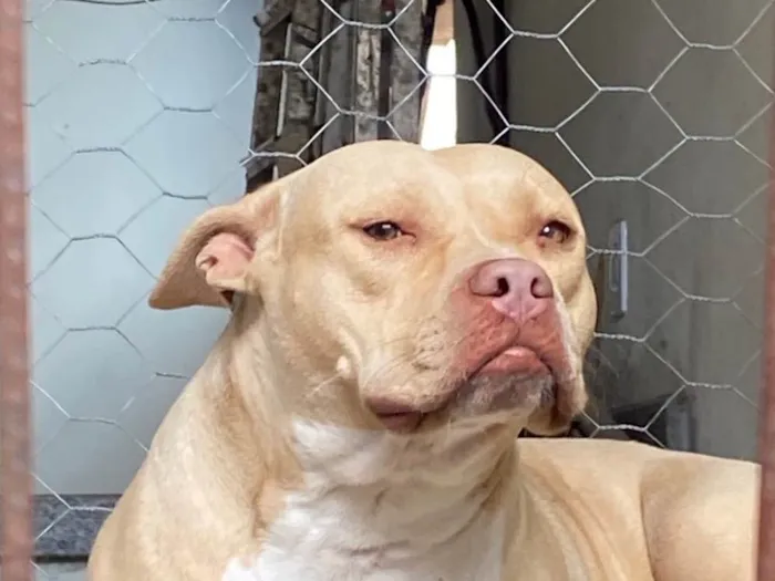 Cachorro ra a Pit-Bull idade 2 anos nome Mel