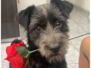 Cachorro raça SRD-ViraLata idade 2 anos nome Lua 