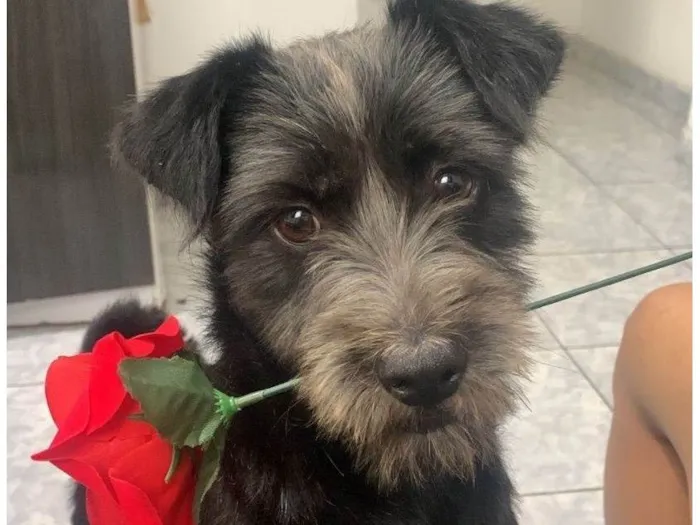 Cachorro ra a SRD-ViraLata idade 2 anos nome Lua 