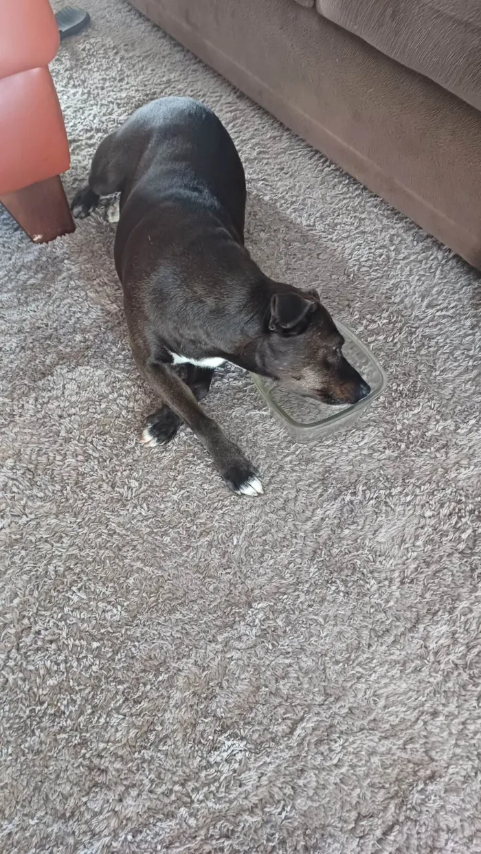Cachorro ra a SRD-ViraLata idade 6 ou mais anos nome Luna