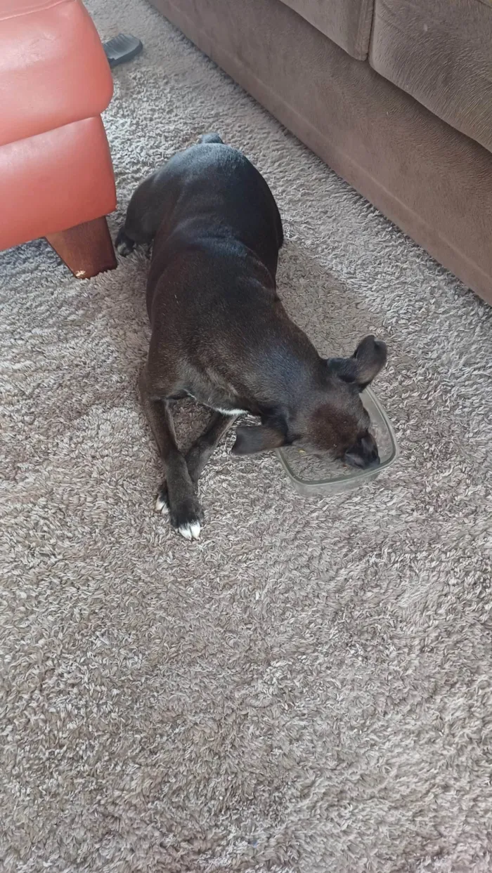 Cachorro ra a SRD-ViraLata idade 6 ou mais anos nome Luna