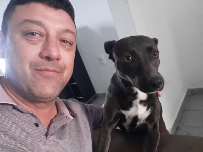Cachorro ra a SRD-ViraLata idade 6 ou mais anos nome Luna