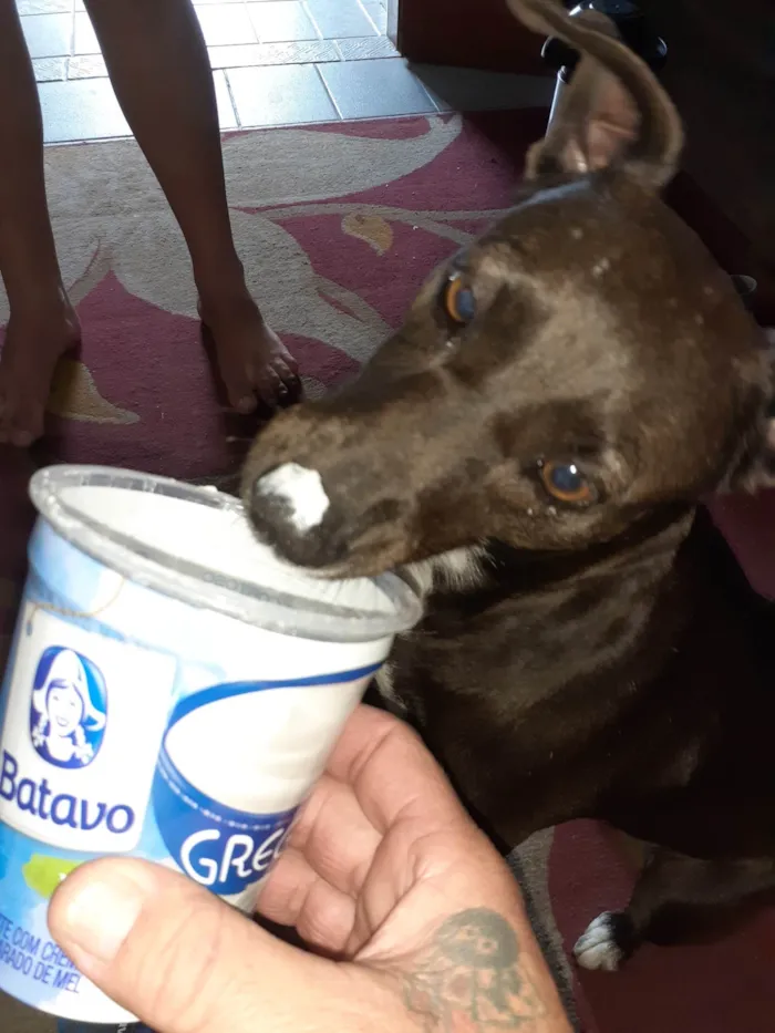 Cachorro ra a SRD-ViraLata idade 6 ou mais anos nome Luna
