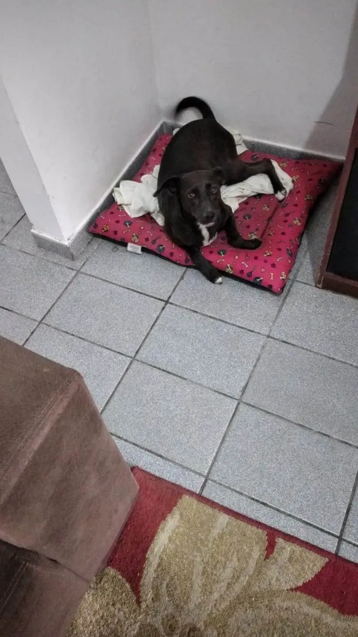 Cachorro ra a SRD-ViraLata idade 6 ou mais anos nome Luna