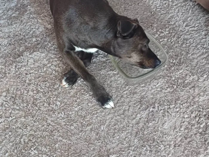 Cachorro ra a SRD-ViraLata idade 6 ou mais anos nome Luna