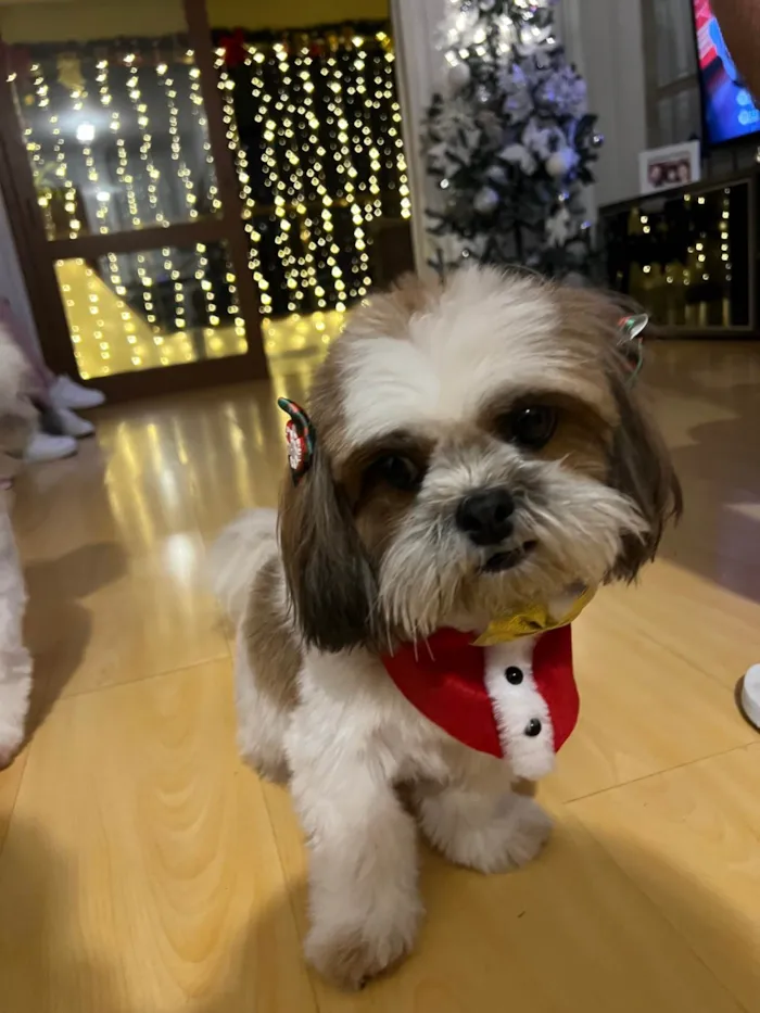 Cachorro ra a Shitzu idade 5 anos nome Suri 