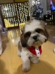 Suri
