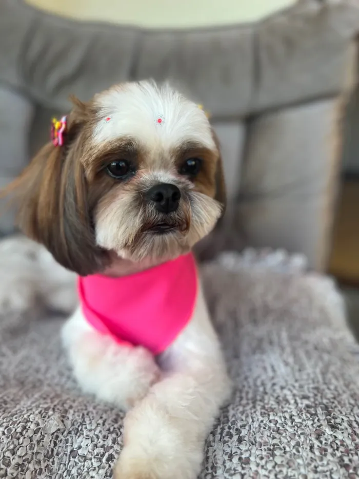 Cachorro ra a Shitzu idade 5 anos nome Suri 