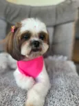 Suri