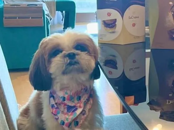 Cachorro ra a Shitzu idade 5 anos nome Suri 