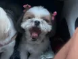 Suri
