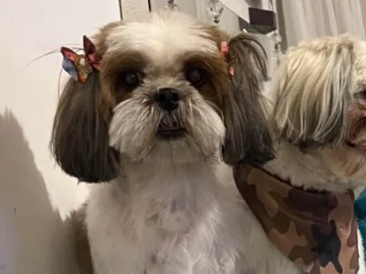 Cachorro raça Shitzu idade 5 anos nome Suri