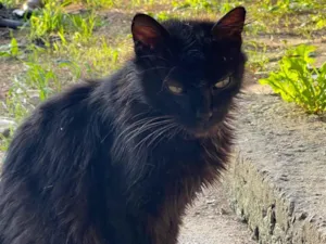 Gato raça Exótico idade 7 a 11 meses nome Pretinhos 