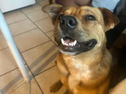 Cachorro raça SRD-ViraLata idade 7 a 11 meses nome Ajuda na busca por adoção responsável para cão resgatado - Pinheira/SC