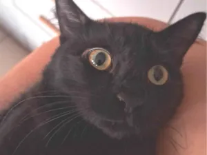 Gato raça SRD-ViraLata idade 1 ano nome Oreo