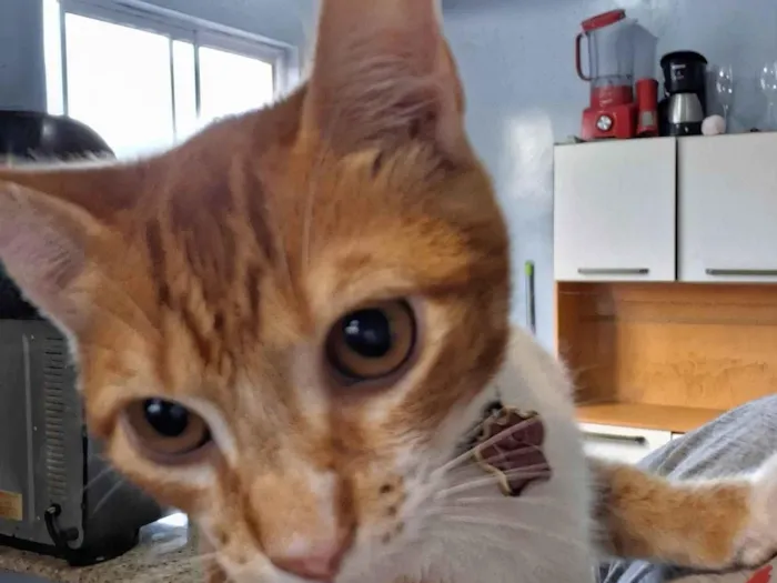 Gato ra a SRD-ViraLata idade 2 a 6 meses nome João Matheus 