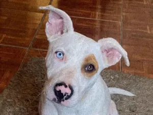 Cachorro raça Pit-Bull idade 2 anos nome Terror 