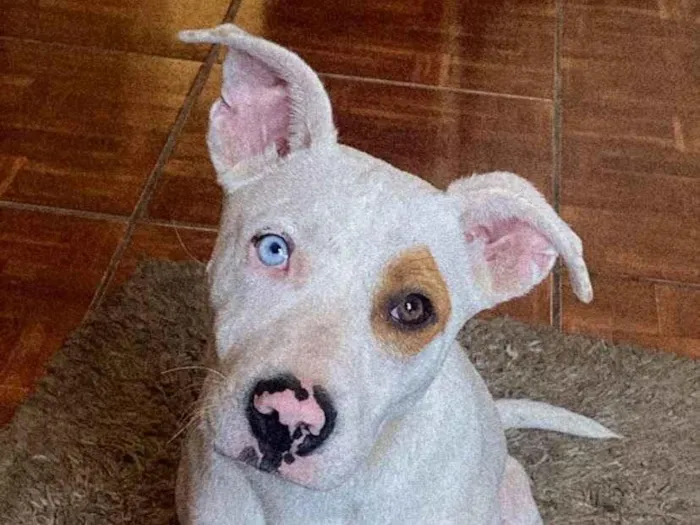 Cachorro ra a Pit-Bull idade 2 anos nome Terror 