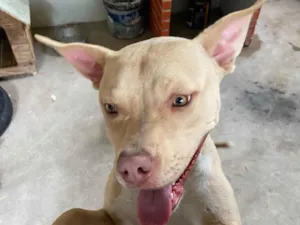 Cachorro raça Pit-Bull idade 2 anos nome Mel