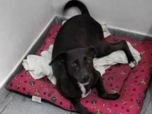 Cachorro raça SRD-ViraLata idade 6 ou mais anos nome Luna
