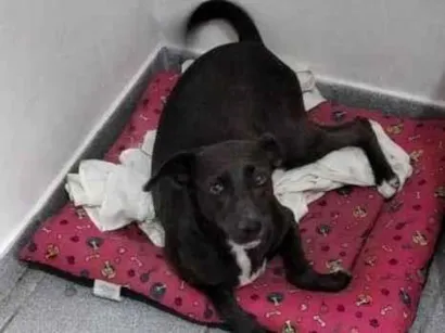 Cachorro raça SRD-ViraLata idade 6 ou mais anos nome Luna