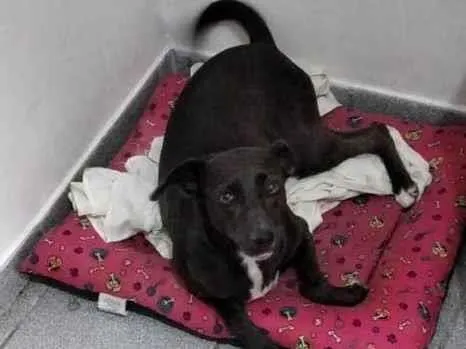 Cachorro ra a SRD-ViraLata idade 6 ou mais anos nome Luna