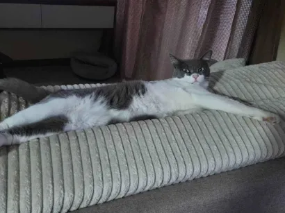 Gato raça SRD-ViraLata idade 2 anos nome LUIGI