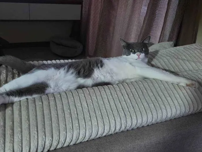Gato ra a SRD-ViraLata idade 2 anos nome LUIGI