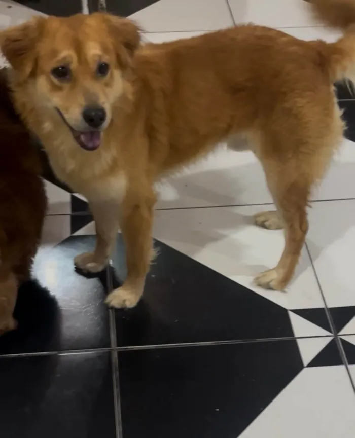 Cachorro ra a SRD-ViraLata idade 2 anos nome Beethoven