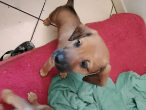 Cachorro raça SRD-ViraLata idade Abaixo de 2 meses nome Zeus