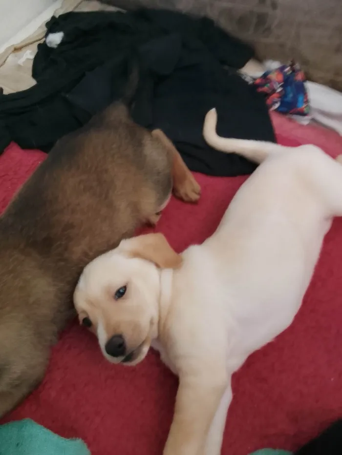 Cachorro ra a SRD-ViraLata idade Abaixo de 2 meses nome Poly