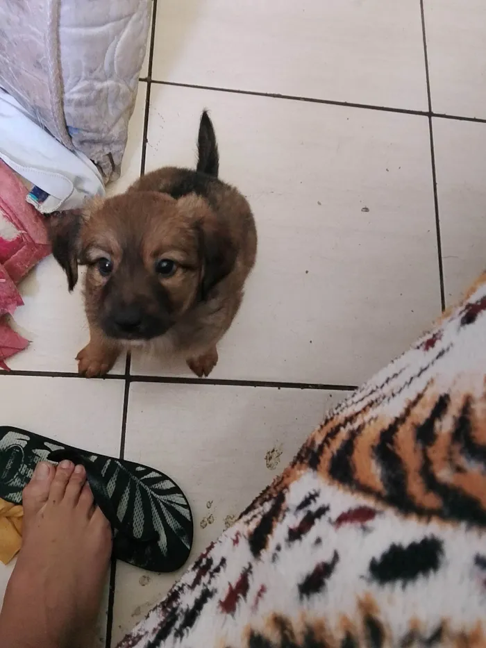 Cachorro ra a SRD-ViraLata idade Abaixo de 2 meses nome Bolinha