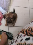 Bolinha