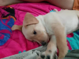 Cachorro raça SRD-ViraLata idade Abaixo de 2 meses nome Strit