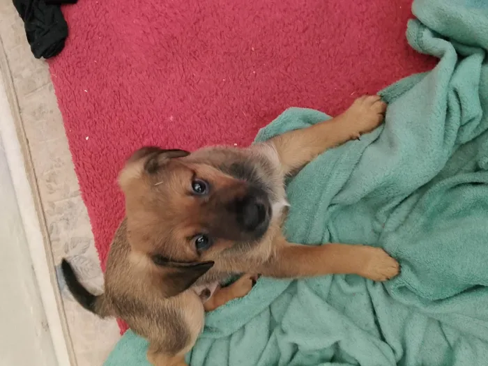 Cachorro ra a SRD-ViraLata idade Abaixo de 2 meses nome Cascão 