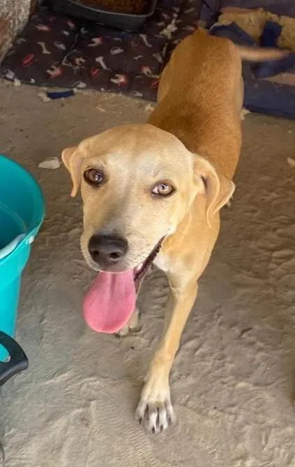 Cachorro ra a SRD-ViraLata idade 2 a 6 meses nome Rhiana