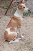 Cachorro ra a SRD-ViraLata idade 2 a 6 meses nome Sem nome