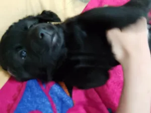 Cachorro raça SRD-ViraLata idade Abaixo de 2 meses nome Peludinha