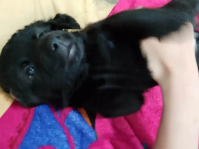 Cachorro ra a SRD-ViraLata idade Abaixo de 2 meses nome Peludinha