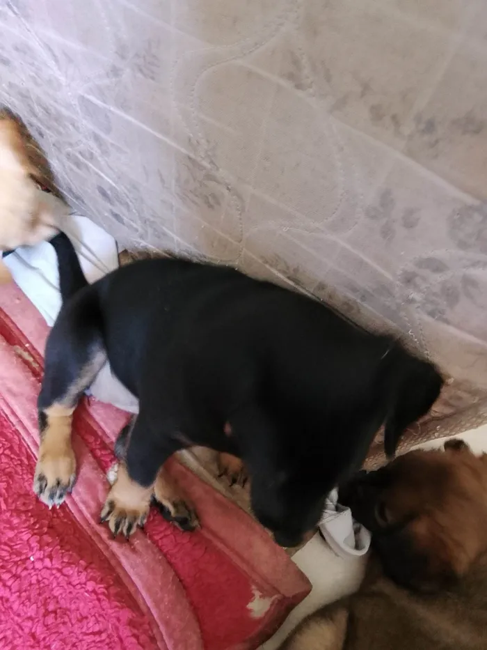 Cachorro ra a SRD-ViraLata idade Abaixo de 2 meses nome Pretinha 