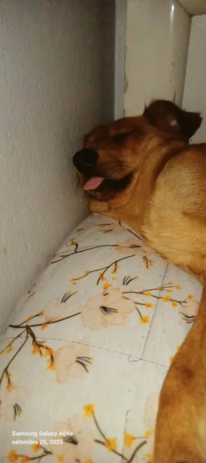 Cachorro raça SRD-ViraLata idade 5 anos nome Mila