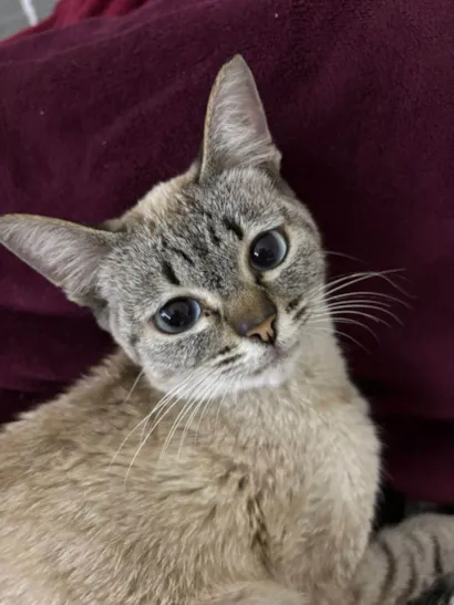 Gato raça Siamês idade 7 a 11 meses nome Jenny Pititica