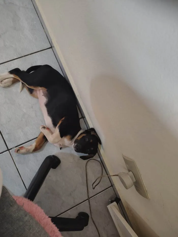 Cachorro ra a SRD-ViraLata idade 2 a 6 meses nome Lilli