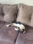 Lilli