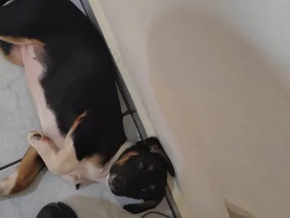 Cachorro raça SRD-ViraLata idade 2 a 6 meses nome Lilli