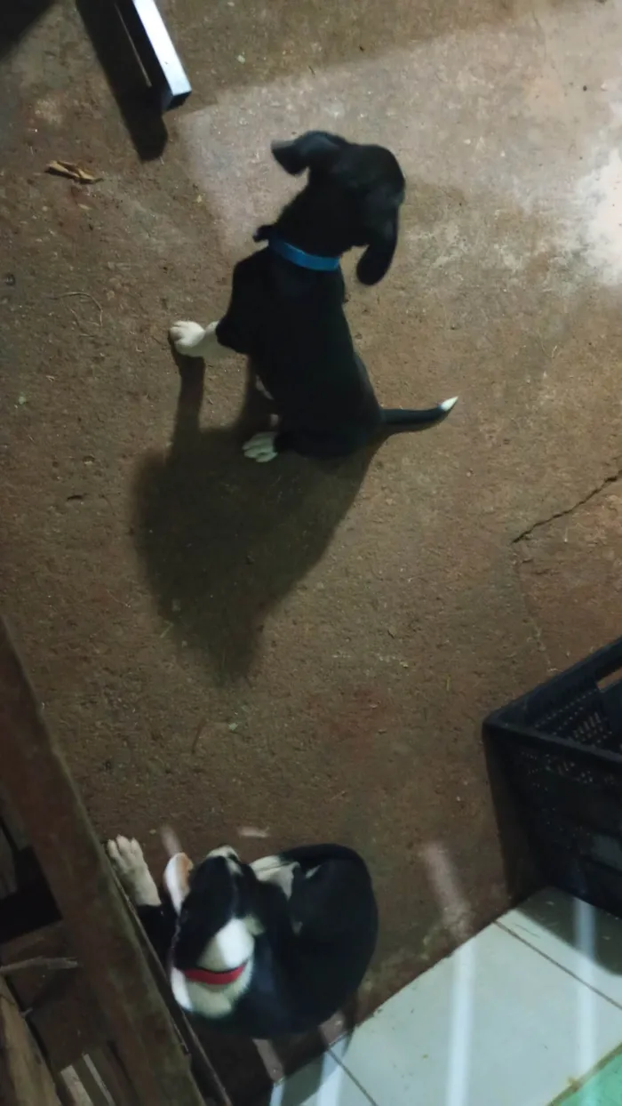 Cachorro ra a SRD-ViraLata idade 7 a 11 meses nome Luke e Anakin