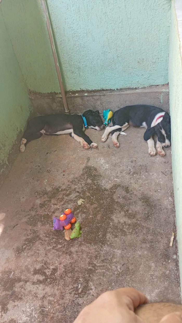 Cachorro ra a SRD-ViraLata idade 7 a 11 meses nome Luke e Anakin