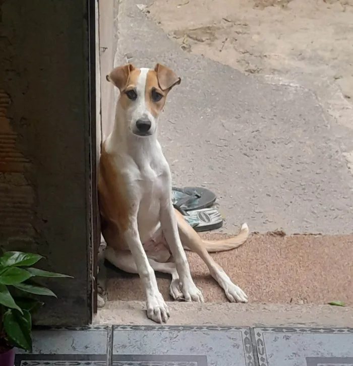 Cachorro ra a SRD-ViraLata idade 2 a 6 meses nome Sem nome